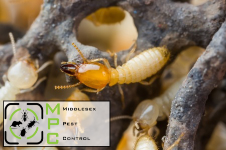 Thousands Of Swarming Termites | Middlesex Pest